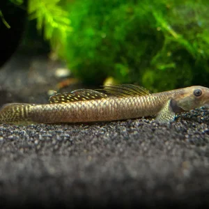 Rainbow Stiphodon Goby (Stiphodon ornatus)
