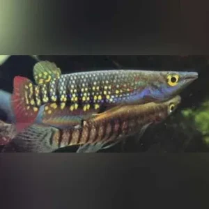 Rainbow Striped Killifish