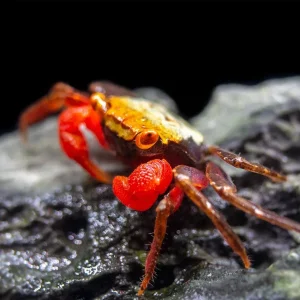 Rainbow Vampire Crab (Geosesarma golden)