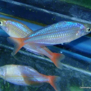 Rainbow - Wapoga Red Laser Med