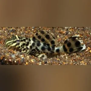Ranger Pleco
