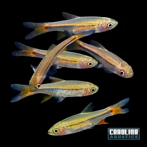 Rasbora - Red Cherry Med