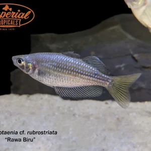 Rawa Biru Rainbowfish