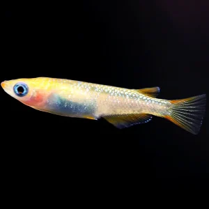 Reckless x Ulysses Medaka Ricefish (Oryzias latipes) - USA Bred