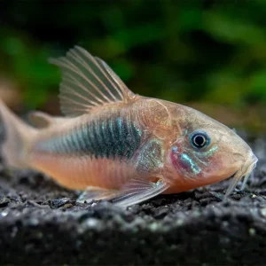 Red Aeneus Cory Catfish (Corydoras aeneus), TANK-BRED!!!