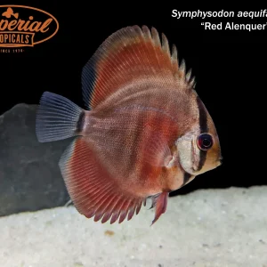 Red Alenquer Discus