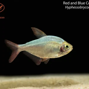 Red and Blue Colombian Tetra