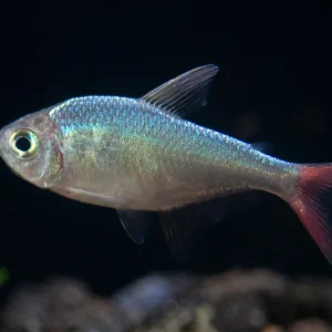 Red and Blue Colombian Tetra (Hyphessobrycon columbianus) - Tank Bred!