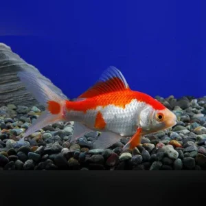 Red and White Sarassa Comet