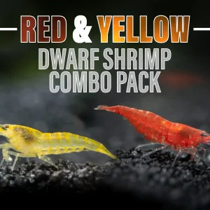Red and Yellow Dwarf Shrimp Combo Pack, Tank-Bred!