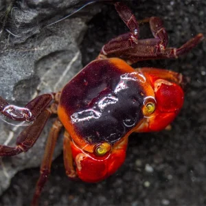 Red Apple AKA Chameleon Crab (Metasesarma aubryi)