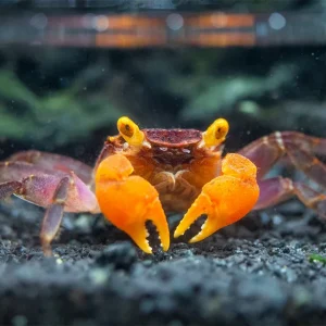 Red Arm Vampire Crab (Geosesarma sp.)