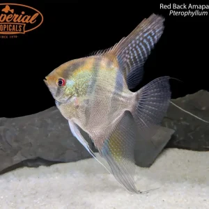 Red Back Amapa Angelfish