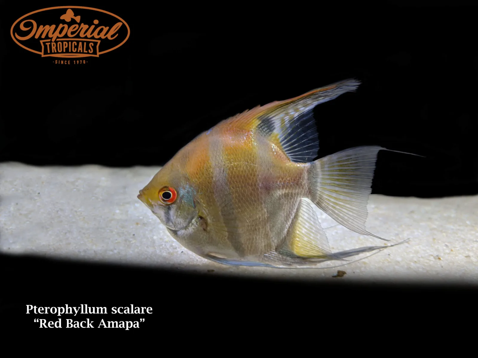 Red Back Amapa Angelfish - Image 2