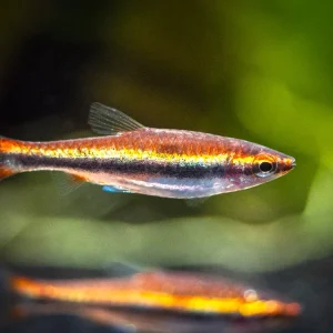 Red Beckford's Pencilfish (Nannostomus beckfordi var. "Red"), Tank-Bred