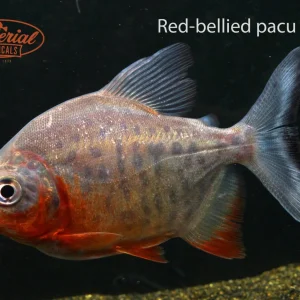 Red Bellied Pacu