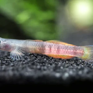 Red Belted Goby (Sicyopus zosterophorus)