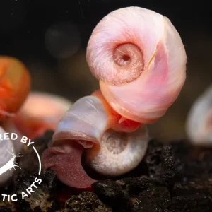 Red & Blue Ramshorn Combo (Planorbarius corneus), BREDBY: Aquatic Arts