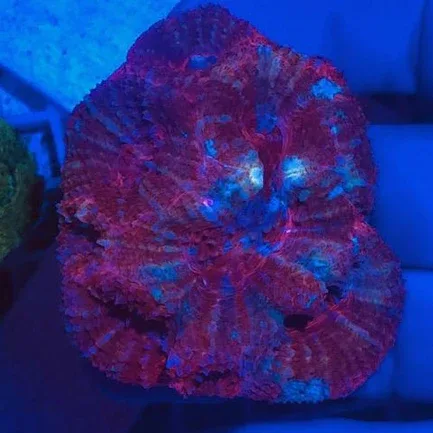 Red Bowerbankii Coral