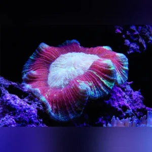 Red Brain Coral