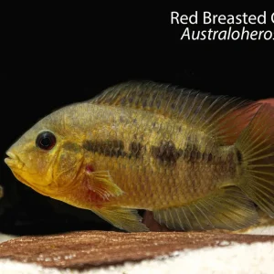 Red Breasted Chanchito