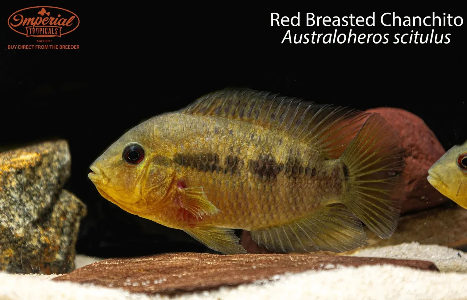Red Breasted Chanchito