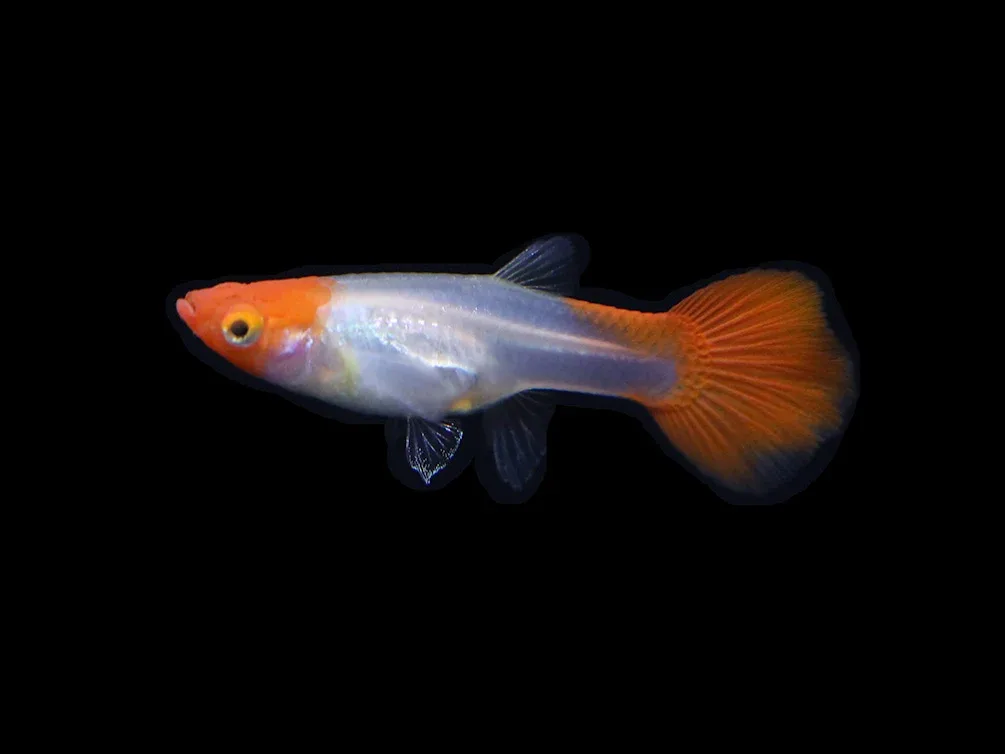 Red Cap Kohaku Guppy (Poecilia reticulata) - TANK-BRED - Image 2