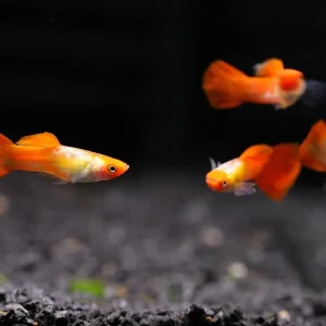 Red Cap Kohaku Guppy (Poecilia reticulata) - TANK-BRED