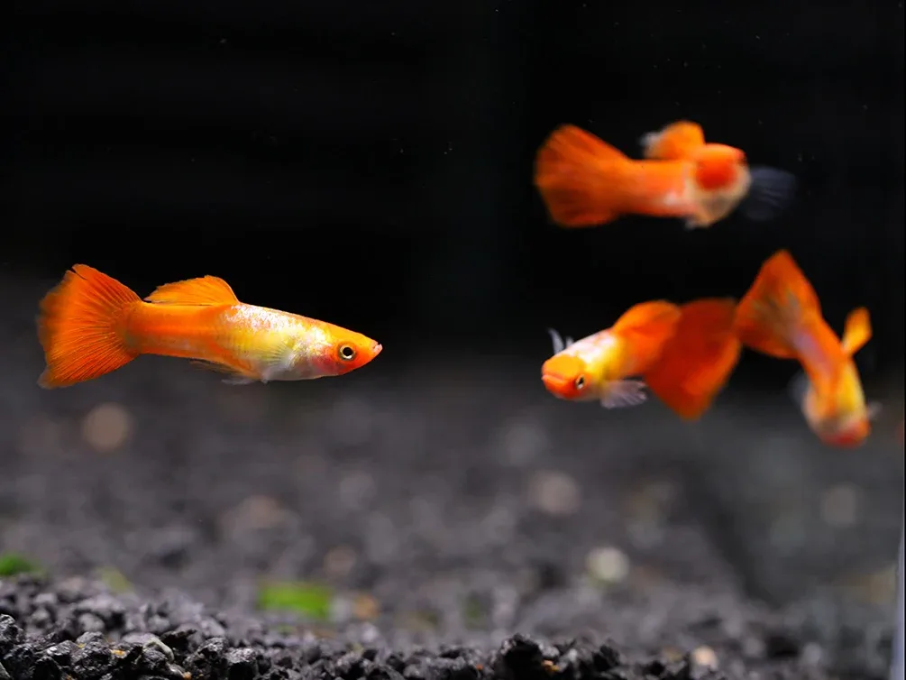 Red Cap Kohaku Guppy (Poecilia reticulata) - TANK-BRED