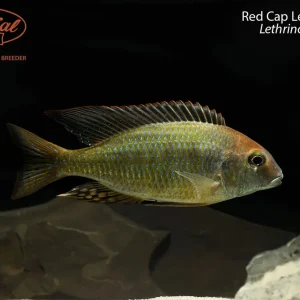 Red Cap Lethrinops
