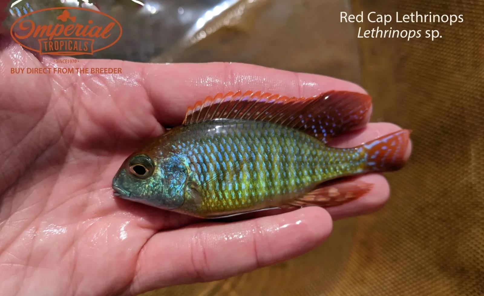 Red Cap Lethrinops - Image 2