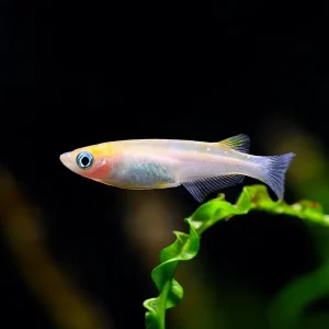 Red Cap Medaka Ricefish aka Japanese Ricefish/Killifish (Oryzias latipes "Red Cap") - Tank-Bred!