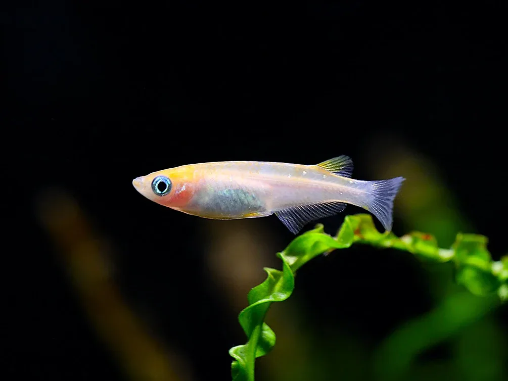 Red Cap Medaka Ricefish aka Japanese Ricefish/Killifish (Oryzias latipes "Red Cap") - Tank-Bred!