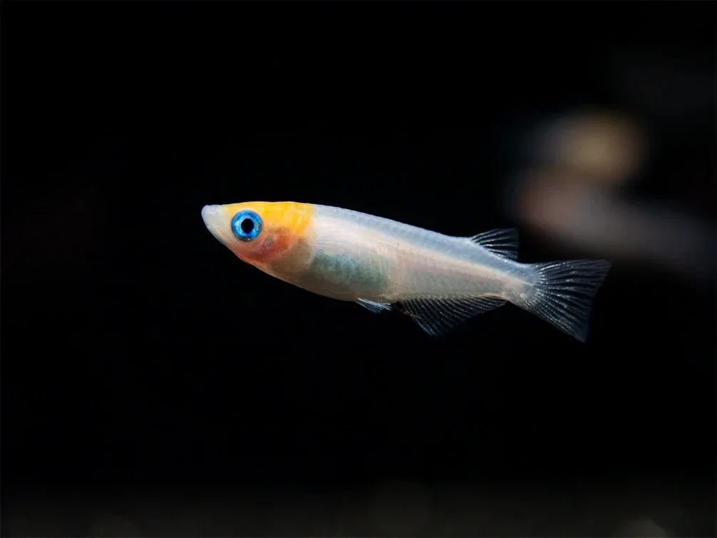 Red Cap Medaka Ricefish aka Japanese Ricefish/Killifish (Oryzias latipes "Red Cap") - Tank-Bred! - Image 2