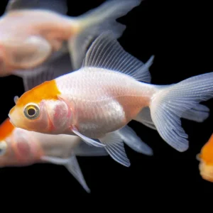 Red Cap Oranda Goldfish (Carassius auratus), Tank-Bred