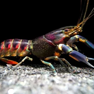 Red Cheek Crayfish (Cherax boesemani)