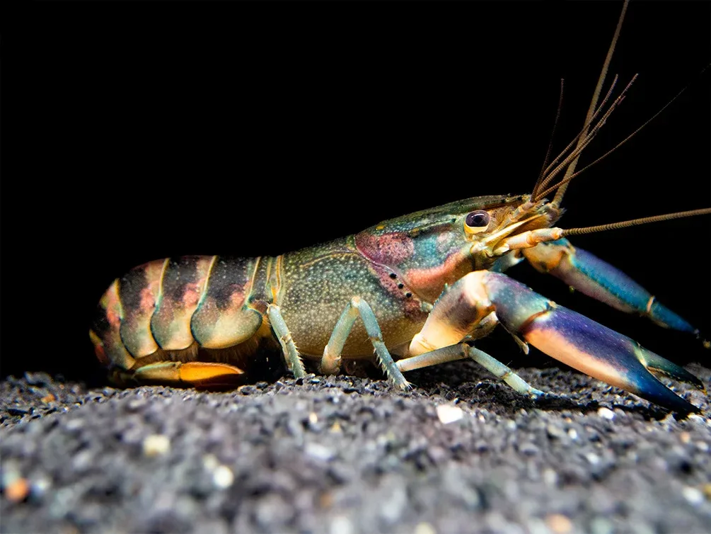 Red Cheek Crayfish (Cherax boesemani) - Image 2