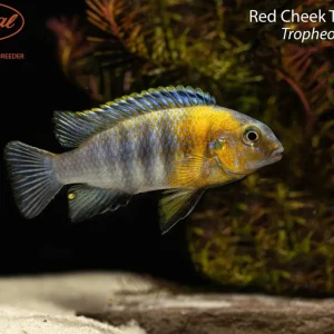 Red Cheek Tropheops