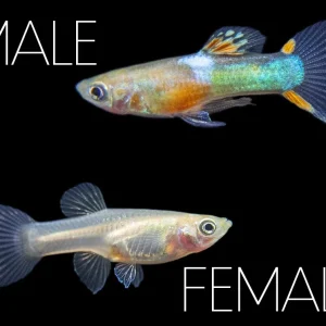 Red Chest Endler’s Livebearer (Poecilia wingei), Tank-Bred