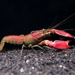 Red Chili AKA Red Brick Crayfish (Cherax wagenknechtae)
