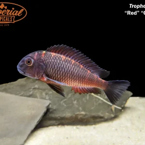 Red Chimba Tropheus