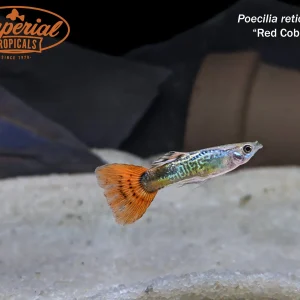 Red Cobra Guppy