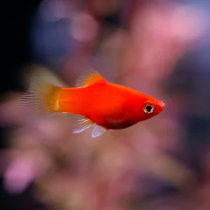 Red Coral Platy (Xiphophorus maculatus) – Locally Bred