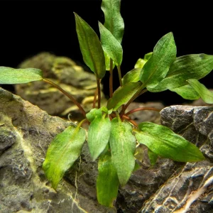 Red Cryptocoryne wendtii
