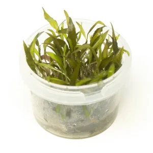 Red Cryptocoryne wendtii Tissue Culture