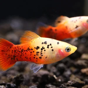 Red Crystal Platy (Xiphophorus maculatus) – Locally Bred
