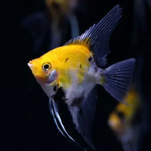 Red Devil Angelfish (Pterophyllum scalare 'Red Devil') - Tank Bred