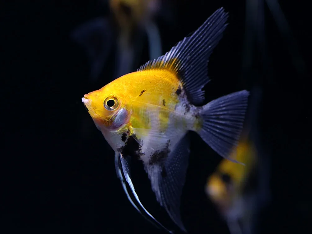 Red Devil Angelfish (Pterophyllum scalare 'Red Devil') - Tank Bred