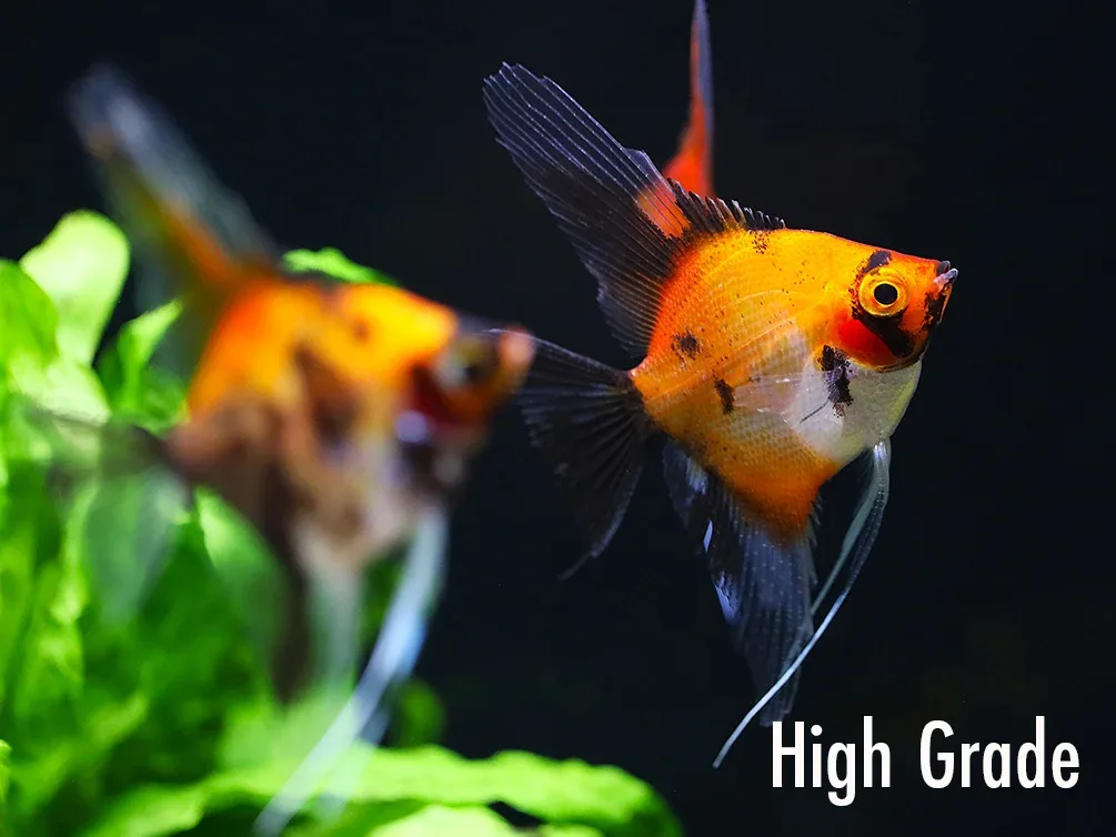 Red Devil Angelfish (Pterophyllum scalare 'Red Devil') - Tank Bred - Image 2