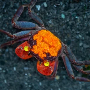 Red Devil Vampire Crab (Geosesarma hagen)